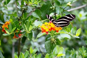 Zebra Butterfly